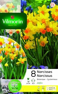 Narcisse Jetfire Vil (x8)